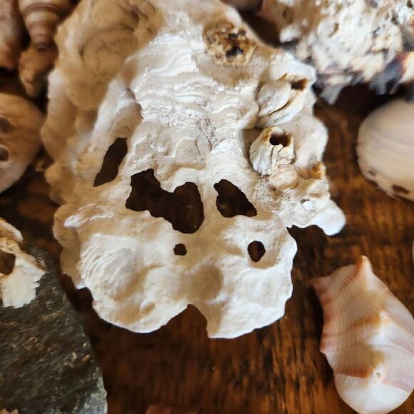Large bundle of natural seashells barnacle starfish hermit scallop conch cerithi - Picture 11 of 14